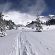 Avalanche Gulch, near treeline