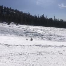 Sculpted sastrugi features near treeline