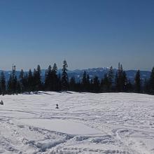 Meadows below treeline have many tracks