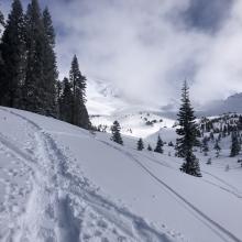 Near treeline, Avalanche Gulch