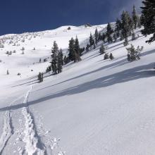 Near Treeline, Lower Casaval Ridge (Giddy Giddy Gulch)