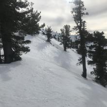 Typical near treeline snow surfaces, softening by mid-day