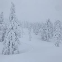 Visibility near treeline