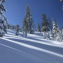 East facing slope below treeline hosting surface hoar